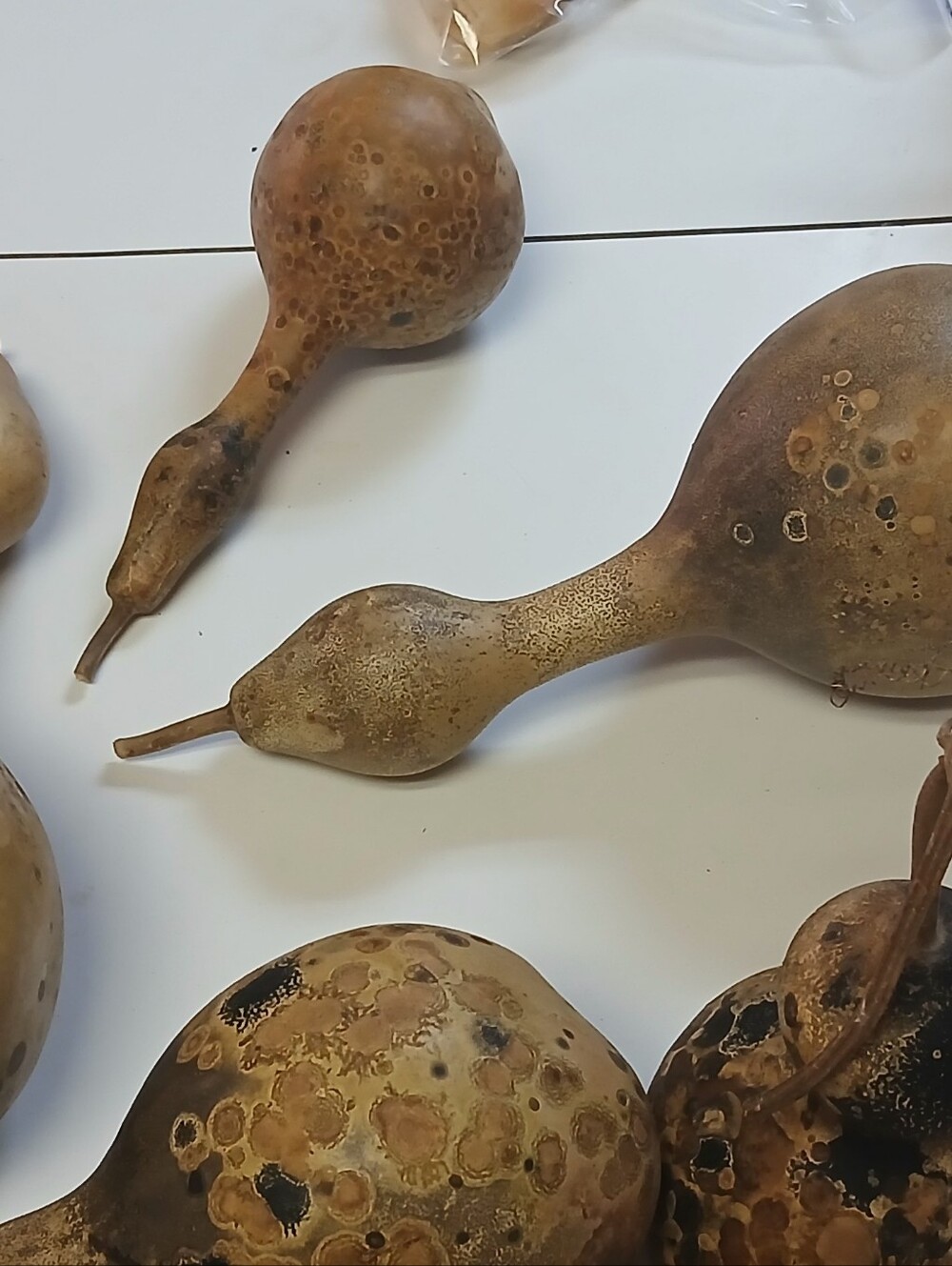 Natural Gourd Décor with Earthy Patina..box of 4 Unfinshed Seeds Inside Gourds. - Picture 3 of 4